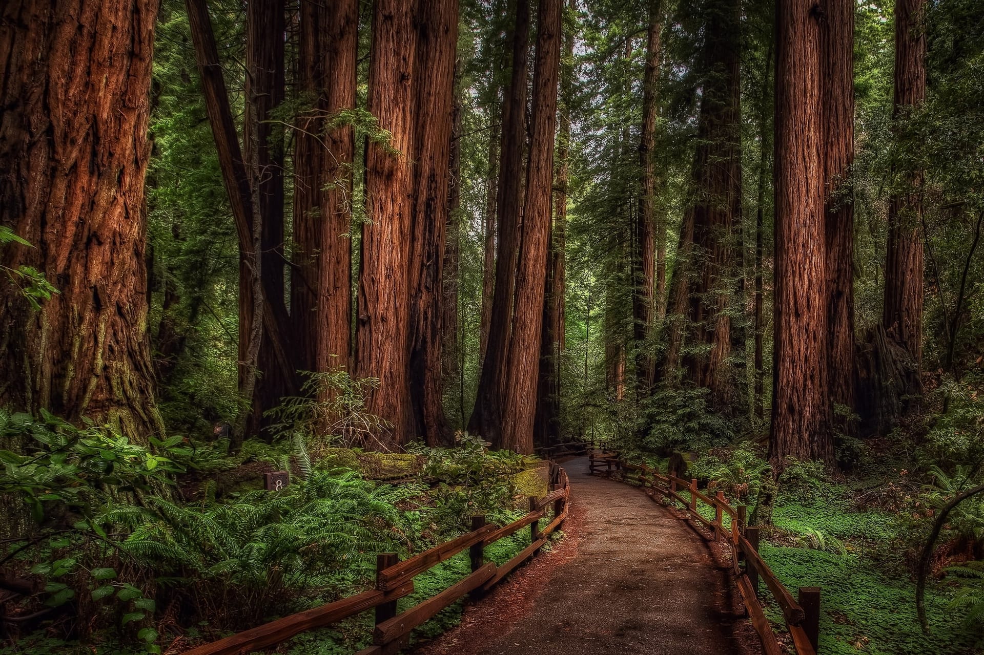 Cathedral Grove ancient forest on Vancouver Island, near Port Alberni, British Columbia